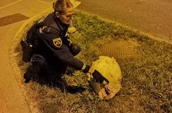 V Ljubljani našli ranjenega purana
