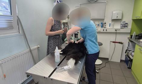 Več psov in mačk poginilo v sumljivih okoliščinah
