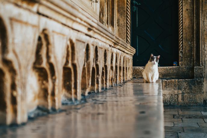 Dubrovnik mačka | Foto Unsplash