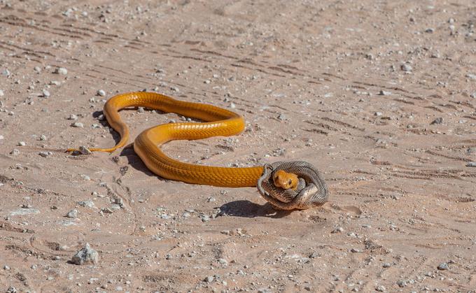 Rumena kobra | Foto: Profimedia