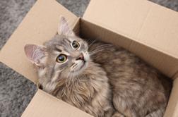 Nemka svojo mačko pomotoma poslala po pošti