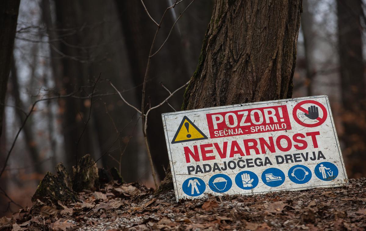 Sekanje drves na Golovcu. sečnja golovec | Na treh lokacijah na Golovcu bodo skupno odstranili približno 240 kubičnih metrov drevja. | Foto Žiga Krančan