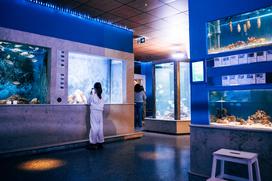 McDonald's, Akvarij Piran