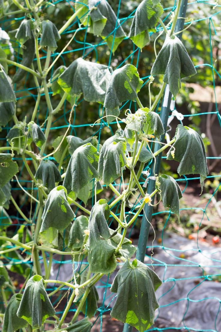 umiranje rastlin | Foto: Thinkstock