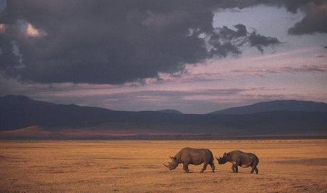 Divji lovci lani v Južnoafriški republiki pobili tisoč nosorogov