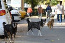 Potepuški psi Romunija