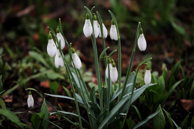 Zvončki | Foto: STA