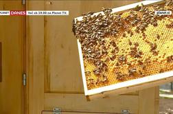 Čebele v Sloveniji so ogrožene, a čebelarje rešuje domiselnost (video)