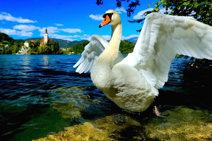 Bled, labod | Anketa je pokazala, da tuji turisti poznajo Bled, a številni ne vedo, v kateri državi je. | Foto Pixabay