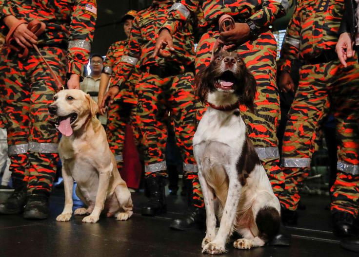 Denti in Frankie iz Malezije na poti na misijo reševanja v Turčiji. | Foto: Reuters
