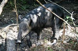 Belizejsko živalstvo: od tapirja do tukana