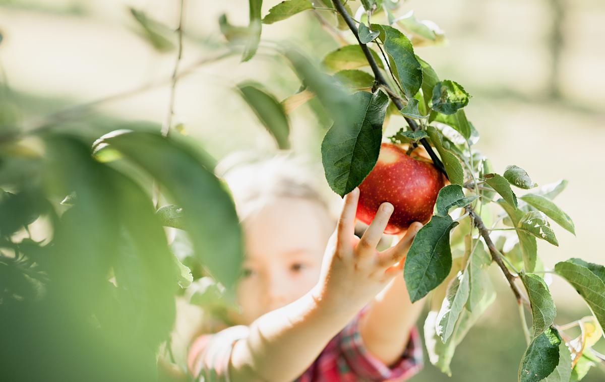 jabolko, vrt, sadje | Foto Shutterstock