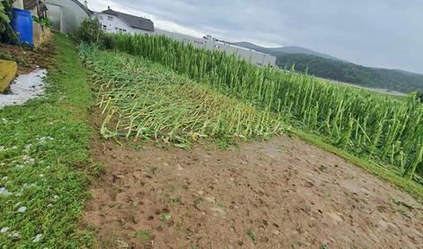Na Dolenjskem divjala najmočnejša nevihta. Uničeni pridelki in poškodovani objekti. #video #foto