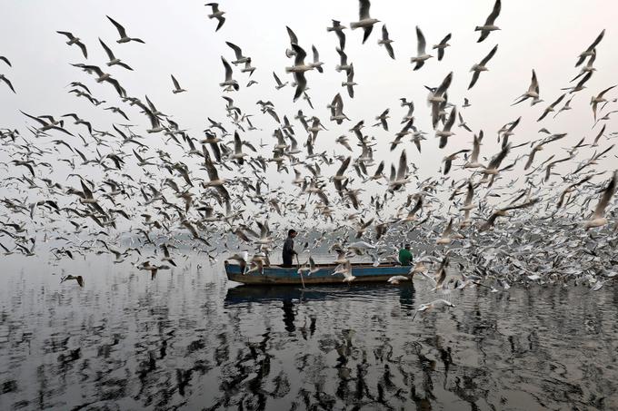 Ribič hrani galebe na reki Yamuna v bližini indijskega velemesta New Delhi, november 2017. | Foto: Reuters