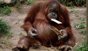 Orangutani z iPadi