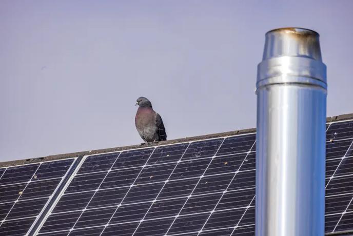 Solarni paneli in golobi: naraščajoč problem, ki ga lastniki pogosto opazijo prepozno