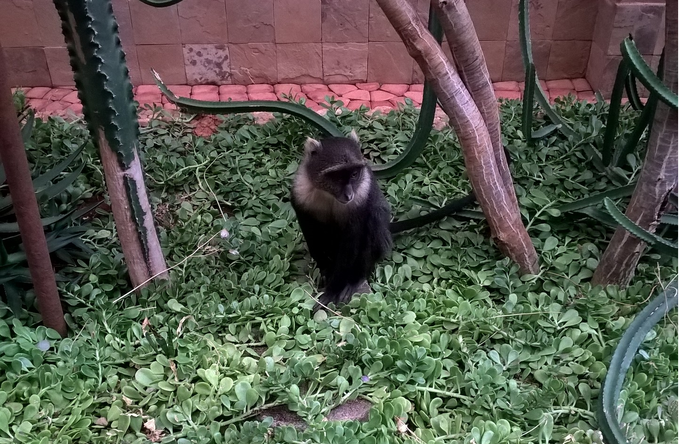 "Opice nam večkrat popestrijo dan s svojimi norčijami, včasih pridejo celo v hodnik med stavbami. Smetnjaki imajo posebno varovalo proti opicam, da ne naredijo kaosa." | Foto: 