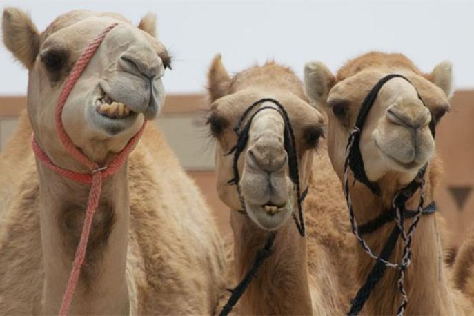 kamele lepotno tekmovanje | Lepotnih popravkov je z leti na kamelah vse več kljub strogim prepovedim.  | Foto posnetek zaslona/Twitter