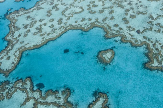 Veliki koralni greben, Avstralija | Foto: Žiga Bobinac