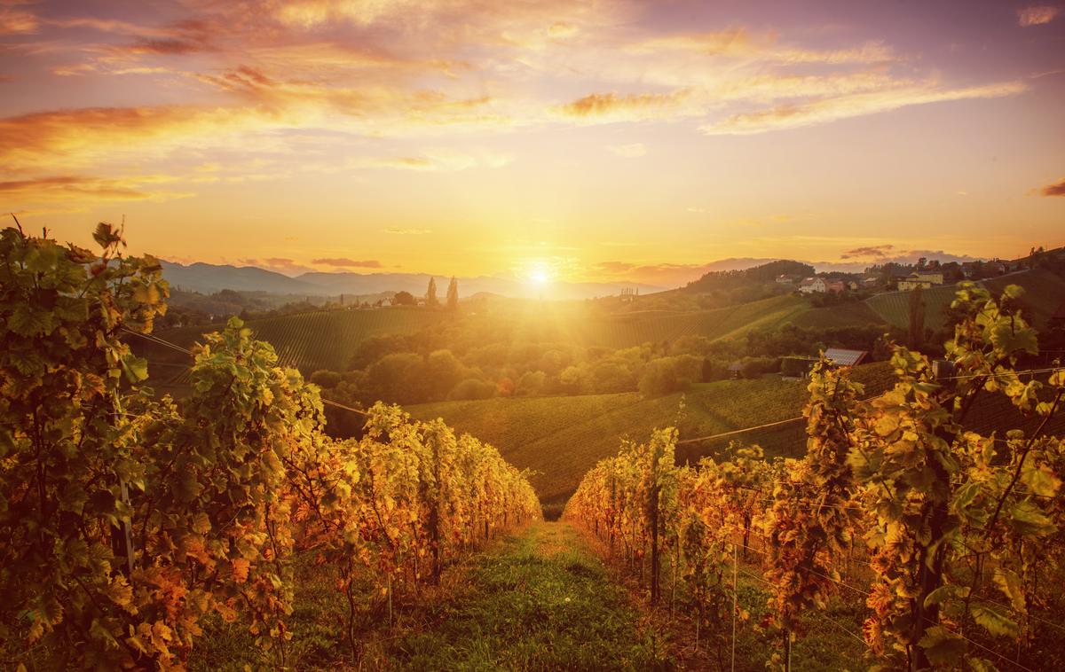 jesen, vino, vinograd | Foto Shutterstock