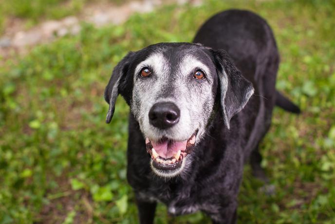 Sedem znakov, da je vaš pasji senior še vedno srečen