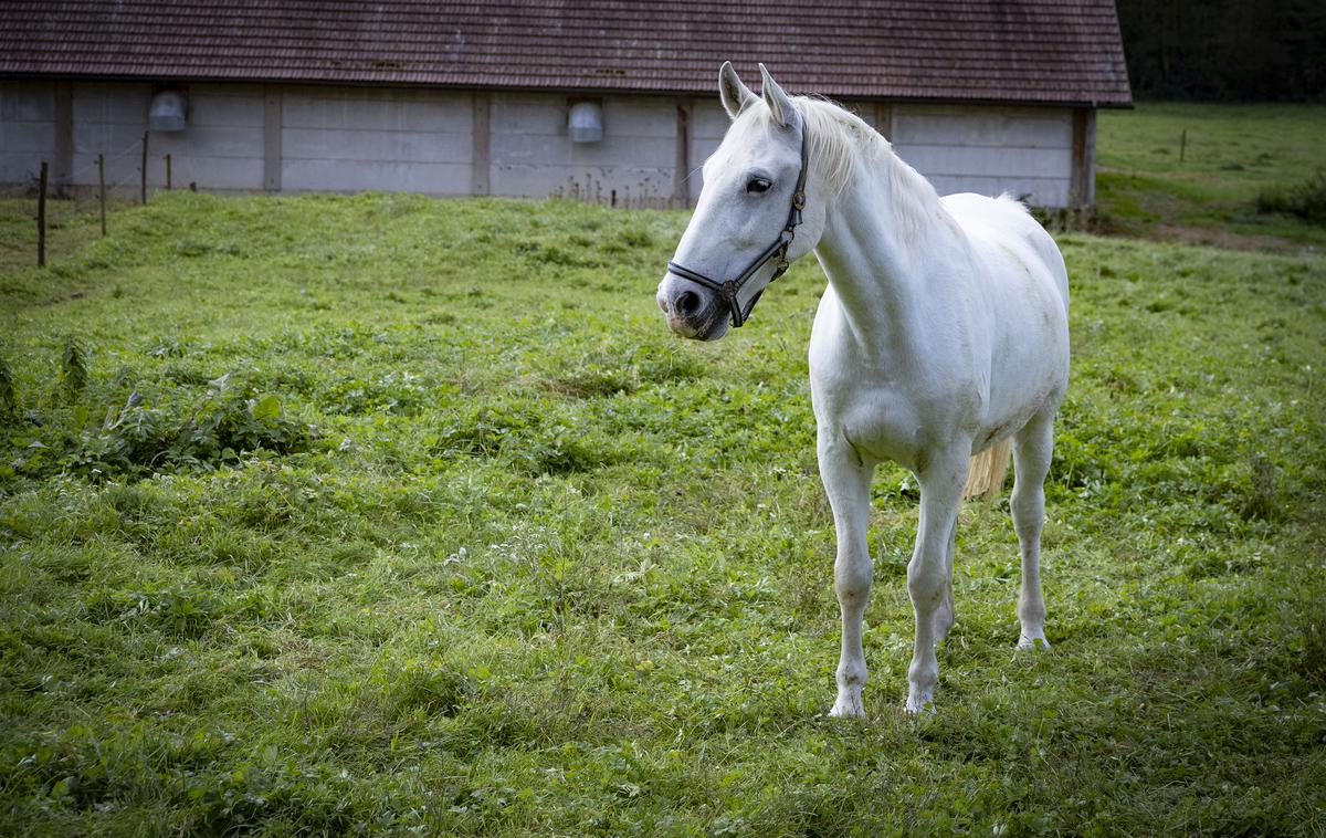 Pedagoško raziskovalni center za konjerejo Krumperk | Na biotehniški fakulteti so za naš medij potrdili, da se center res ukinja. | Foto Ana Kovač