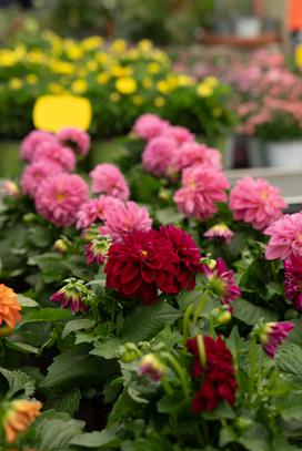 Eurogarden