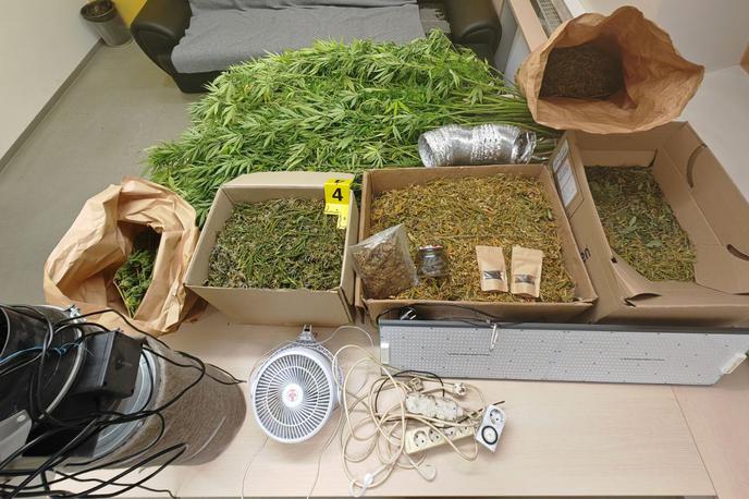 Zasežena konoplja v Cerknici | Zasegli so več sadik in okoli pet kilogramov že posušene prepovedane droge. | Foto PU Ljubljana