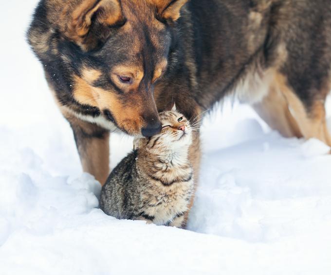 kuža muca pes maček zima sneg | Foto: Thinkstock