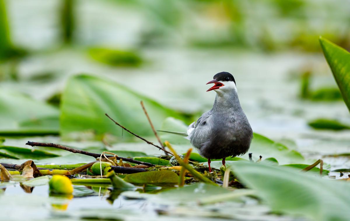 Navadna čigra, ptica | Rejce perutnine in ptic v ujetništvu pozivajo, naj takoj obvestijo svojega veterinarja, če opazijo katerega od znakov bolezni. | Foto Shutterstock