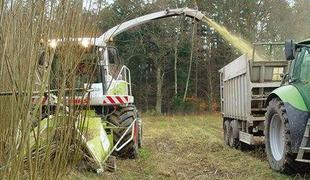 Hitrorastoči, energetski les za ogrevanje v prihodnosti