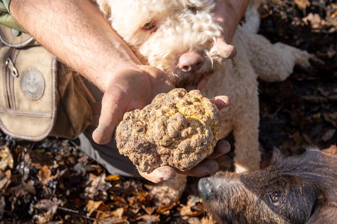 Zigante, sveži beli tartufi | Foto Zigante tartufi