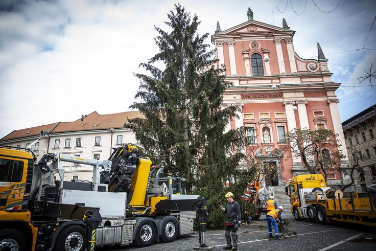 Božična smreka | Foto: Ana Kovač