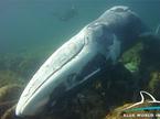 Poginuli veliki kit na Lošinju
