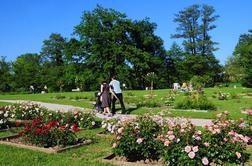 V rožnem vrtu Tivolija več kot 1000 vrtnic