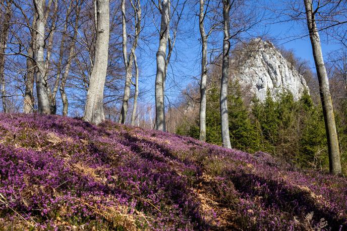Celjska planinska pot spomladanska resa Srebotnik | Veliko rastišče spomladanske rese pod Srebotnikom. | Foto Matej Podgoršek