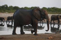 Pet nenavadnih značilnosti slonov