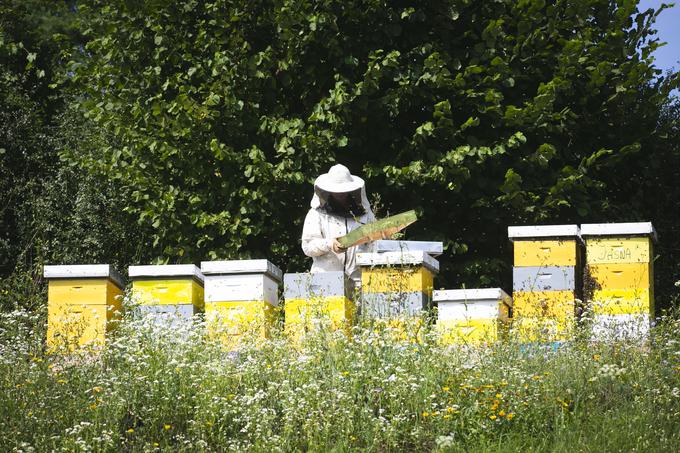Tri družine čebel je prejela v dar, zato se je naučila čebelariti. | Foto: Bojan Puhek