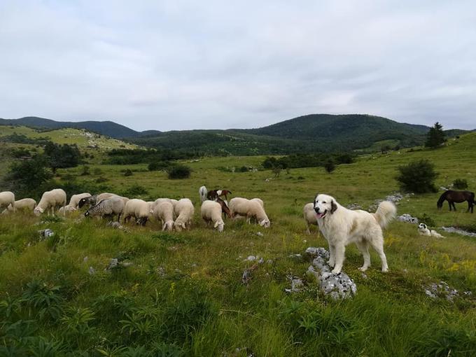 Družinska kmetija Sedmak Aleš tornjak pes psi pastirski | Foto: Družinska kmetija Sedmak