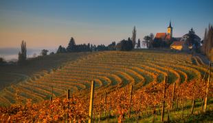 To je deset najbolj zanimivih slovenskih vinskih destinacij