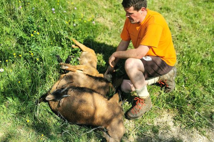 koza1 | Žiga Kršinar ljudi poziva, naj ne hranijo živali na paši. (Foto: osebni arhiv, FB)