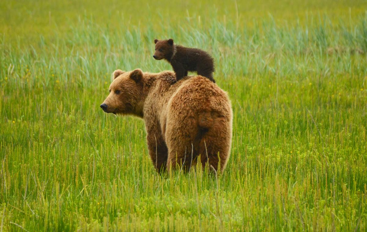 Medved | Do 25. maja je bilo iz narave z odstrelom odvzetih že 182 rjavih medvedov. | Foto Shutterstock