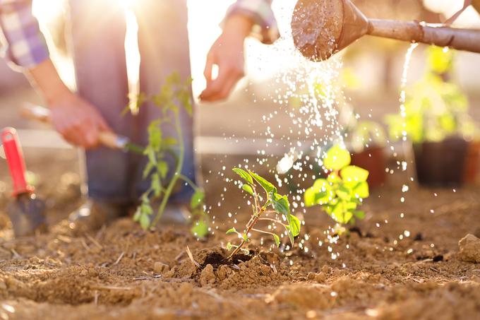 Pri gnojenju je treba upoštevati dejstvo, da imajo različne vrste rastlin različne potrebe po hranilih. | Foto: Thinkstock