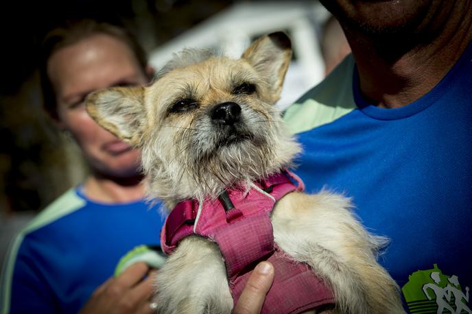 Gobi maratonec kuža | Nekdaj potepuška psička, danes zvezda. Kdo je psička Gobi in zakaj je njena zgodba tako posebna? | Foto Ana Kovač