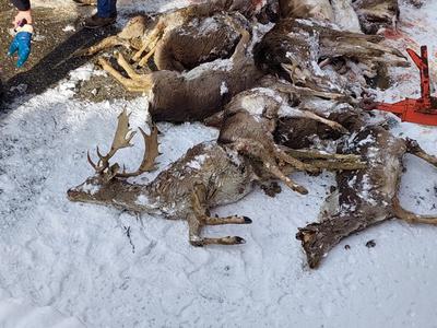Štajerska veterinarka objavila grozljive posnetke: potepuška psa poklala 22 jelenov