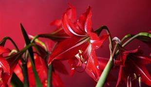 Amarilis, čudovita sobna rastlina za meglene dni
