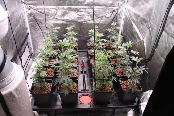 droge, zaseg, Trzin, sadike, pripomočki | Foto: PU Ljubljana