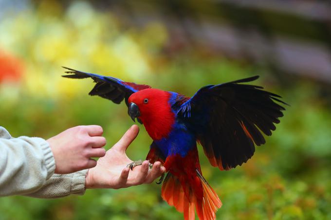 hišni ljubljenčki papiga ptica | Foto: Shutterstock