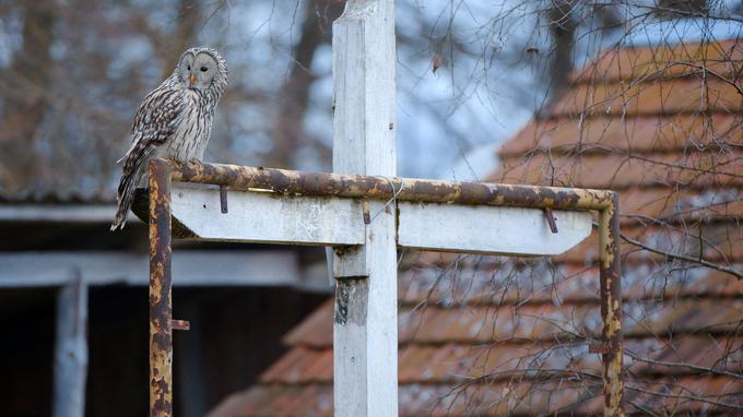 Na fotografiji je sova kozača, ki pozimi zaide v urbano okolje.  | Foto: Fivia