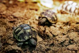 Bioexo razstava eksotičnih živali